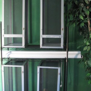 Chameleon Room
