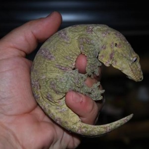 Rhacodactylus Leachianus