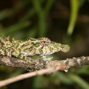 Rhampholeon spinosus