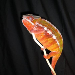 Current Breeders