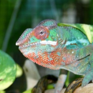 Pantero