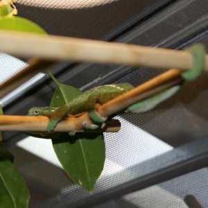 Carpet Chameleons