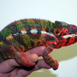 Furcifer pardalis "Sambava"