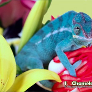 I Love Chameleons