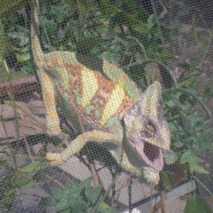 My 1st veiled Cuetzpallin