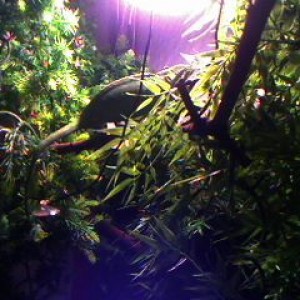 My Veiled chams