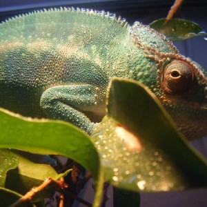 Rockstar Chameleons