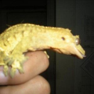 MY other reptiles