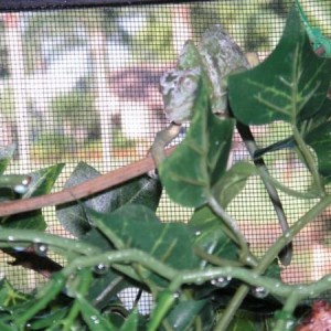 Ethel