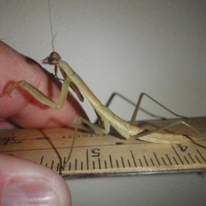 mantis