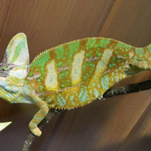 Leopold