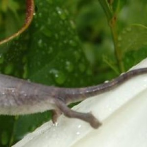 Baby photos