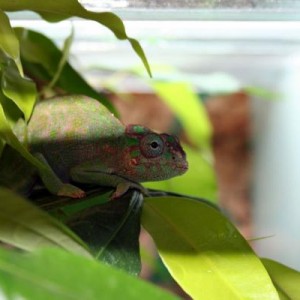 Kinyongia tavetana