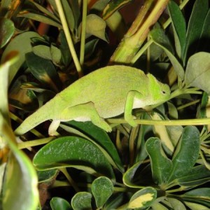 Some of My Chameleons