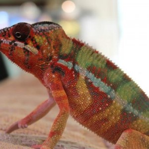 Marley the Ambilobe