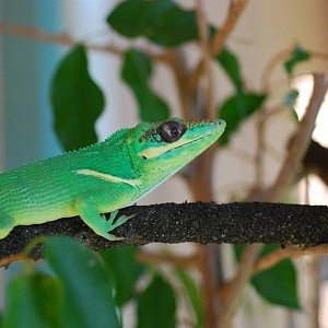 Dulce my Cuban Knight Anole from 12/25/09 to present