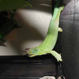 kymani