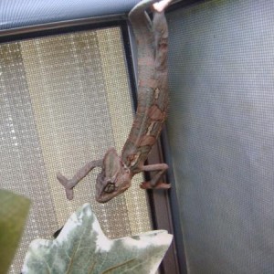 Fred