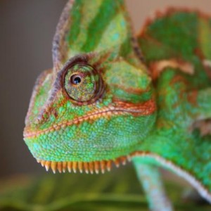 chameleon / Crestie