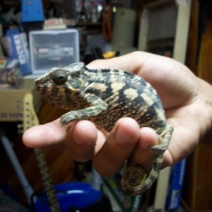 Patches R.I.P
