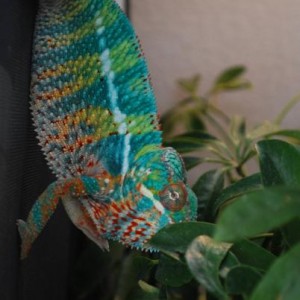 Fancy Pants
