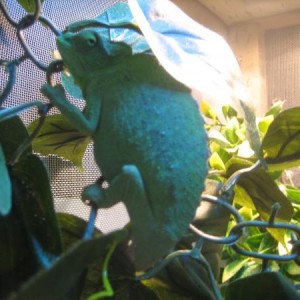 chams and hand made cage