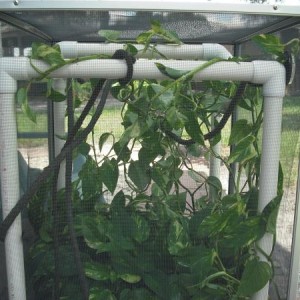 Tony's Cage