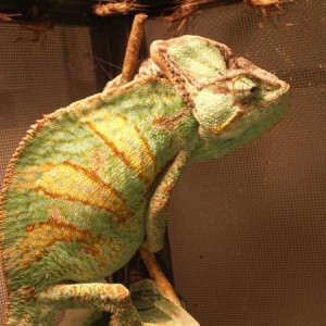 My Male Veiled "Combat"