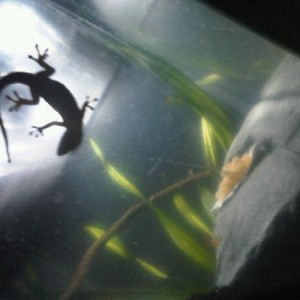 My Critters :j