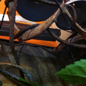 My Chameleon Images