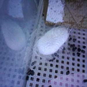 Silkworms