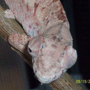 my cham