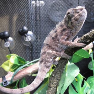 Baby Ranger 3 & 4 months old