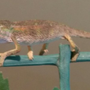 Chameleon Pictures