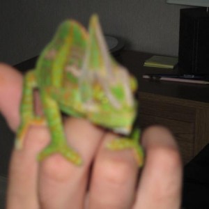 kevin