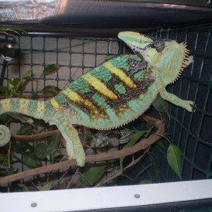 Veiled Chameleons