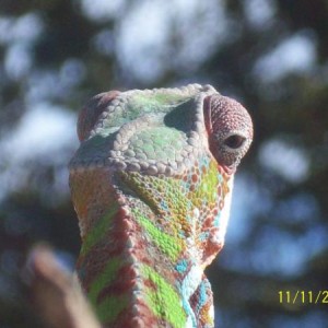 5 month old pics Zulu