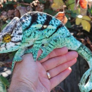 Parsons Chameleons