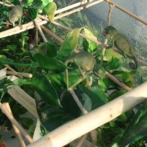 Baby veileds i raised