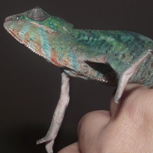 Diego's Chamdid camera photos