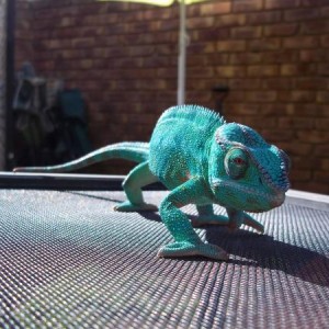 Sage's Chameleons