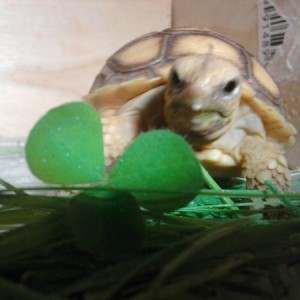 Tortuga, my Sulcata tortoise