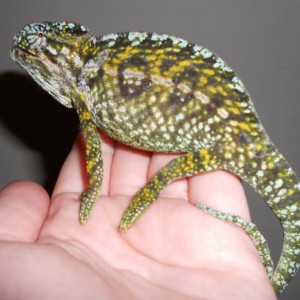 My Carpet Cham, "Nick"