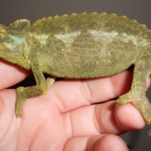 My Jackson Chams, "Names to be Announced"