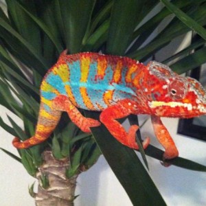 "Be" my blue bar ambilobe