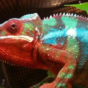 Skittles the Blue bar ambilobe