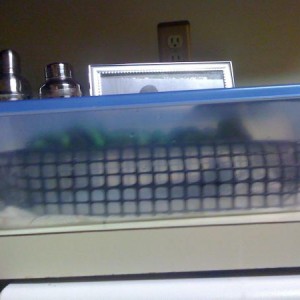 Manduca 'Hornworms' rearing