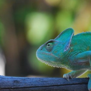 Elly My Precious Baby 9/29/10 to 2/13/12