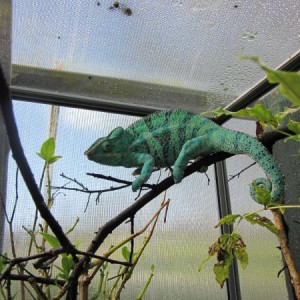 Panther Chameleons