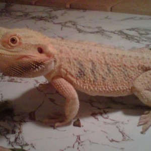 Beardies